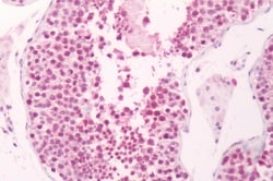 Invitrogen PTGES Polyclonal Antibody 50 &mu;g; Unconjugated:Antibodies,
