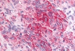Invitrogen PTGES Polyclonal Antibody 50 &mu;g; Unconjugated:Antibodies,