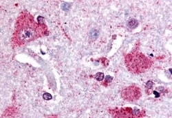 Invitrogen PTGES Polyclonal Antibody 50 &mu;g; Unconjugated:Antibodies,