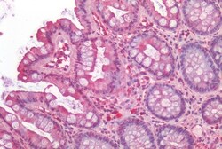 Invitrogen PTGES Polyclonal Antibody 50 &mu;g; Unconjugated:Antibodies,