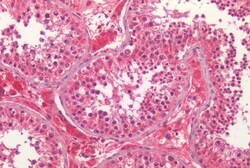 Invitrogen PTGES Polyclonal Antibody 50 &mu;g; Unconjugated:Antibodies,
