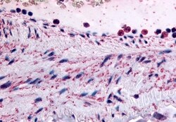 Invitrogen PTPMT1 Polyclonal Antibody 50 &mu;g; Unconjugated:Antibodies,