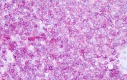 Invitrogen CD45 Polyclonal Antibody 50 &mu;g; Unconjugated:Antibodies,