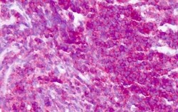 Invitrogen CD45 Polyclonal Antibody 50 &mu;g; Unconjugated:Antibodies,