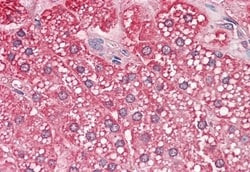 Invitrogen QSOX2 Polyclonal Antibody 50 μg; Unconjugated:Antibodies,