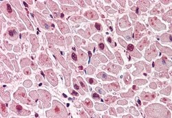Invitrogen QSOX2 Polyclonal Antibody 50 μg; Unconjugated:Antibodies,