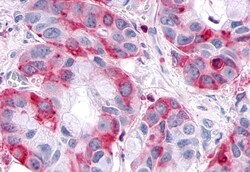 Invitrogen SGK3 Polyclonal Antibody 50 &mu;g; Unconjugated:Antibodies,