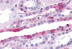 Invitrogen SGK3 Polyclonal Antibody 50 &mu;g; Unconjugated:Antibodies,