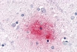 Invitrogen SGK3 Polyclonal Antibody 50 &mu;g; Unconjugated:Antibodies,