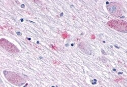 Invitrogen SGK3 Polyclonal Antibody 50 &mu;g; Unconjugated:Antibodies,