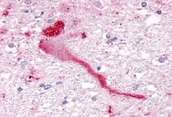 Invitrogen SGK3 Polyclonal Antibody 50 &mu;g; Unconjugated:Antibodies,