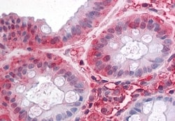 Invitrogen ASCT2 Polyclonal Antibody 50 &mu;g; Unconjugated:Antibodies,