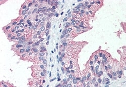 Invitrogen ZIP14 Polyclonal Antibody 50 &mu;g; Unconjugated:Antibodies,