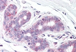Invitrogen SLC39A6 Polyclonal Antibody 50 &mu;g; Unconjugated:Antibodies,