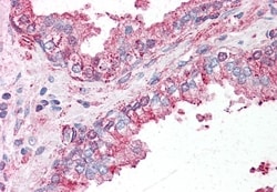 Invitrogen SLC39A6 Polyclonal Antibody 50 &mu;g; Unconjugated:Antibodies,