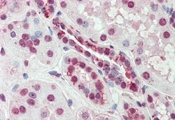 Invitrogen SLC44A2 Polyclonal Antibody 50 &mu;g; Unconjugated:Antibodies,