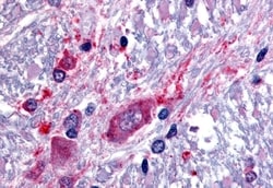 Invitrogen SLC5A3 Polyclonal Antibody 50 &mu;g; Unconjugated:Antibodies,