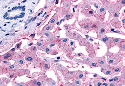 Invitrogen SLC5A4 Polyclonal Antibody 50 &mu;g; Unconjugated:Antibodies,