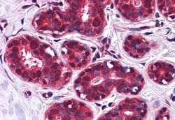 Invitrogen SLC5A6 Polyclonal Antibody 50 &mu;g; Unconjugated:Antibodies,