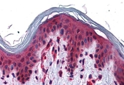 Invitrogen SLC5A6 Polyclonal Antibody 50 &mu;g; Unconjugated:Antibodies,