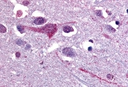 Invitrogen SLC5A9 Polyclonal Antibody 50 &mu;g; Unconjugated:Antibodies,