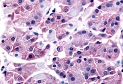 SLC7A11 Polyclonal Antibody:Antibodies, Polyclonal