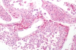 Invitrogen SLC7A5 Polyclonal Antibody 50 μg; Unconjugated:Antibodies,