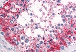 Invitrogen SRPX2 Polyclonal Antibody 50 &mu;g; Unconjugated:Antibodies,