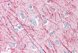 Invitrogen SRPX2 Polyclonal Antibody 50 &mu;g; Unconjugated:Antibodies,