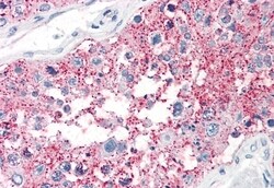 Invitrogen SRPX2 Polyclonal Antibody 50 &mu;g; Unconjugated:Antibodies,