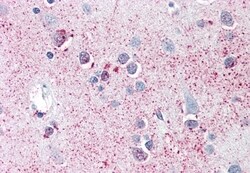 Invitrogen SRPX2 Polyclonal Antibody 50 &mu;g; Unconjugated:Antibodies,