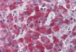 Invitrogen SUSD2 Polyclonal Antibody 50 &mu;g; Unconjugated:Antibodies,