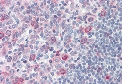 Invitrogen SUSD2 Polyclonal Antibody 50 &mu;g; Unconjugated:Antibodies,