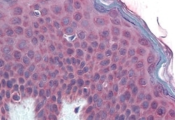 Invitrogen TM9SF3 Polyclonal Antibody 50 &mu;g; Unconjugated:Antibodies,