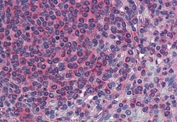 Invitrogen TM9SF3 Polyclonal Antibody 50 &mu;g; Unconjugated:Antibodies,