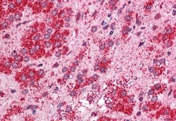 Invitrogen TMEM33 Polyclonal Antibody 50 &mu;g; Unconjugated:Antibodies,