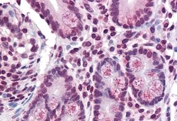 TMPRSS4 Polyclonal Antibody, Invitrogen 50 &mu;g; Unconjugated:Antibodies,