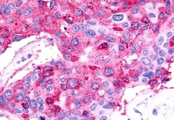 Invitrogen TPRA1 Polyclonal Antibody 50 &mu;g; Unconjugated:Antibodies,