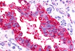 Invitrogen TPRA1 Polyclonal Antibody 50 &mu;g; Unconjugated:Antibodies,