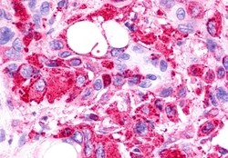 Invitrogen TPRA1 Polyclonal Antibody 50 &mu;g; Unconjugated:Antibodies,