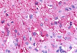 Invitrogen TPRA1 Polyclonal Antibody 50 &mu;g; Unconjugated:Antibodies,