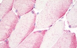 Invitrogen TPRA1 Polyclonal Antibody 50 &mu;g; Unconjugated:Antibodies,