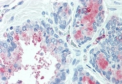 Invitrogen TSPAN13 Polyclonal Antibody 50 &mu;g; Unconjugated:Antibodies,