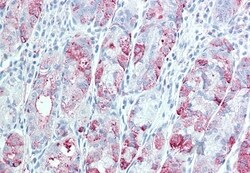 Invitrogen TSPAN13 Polyclonal Antibody 50 &mu;g; Unconjugated:Antibodies,