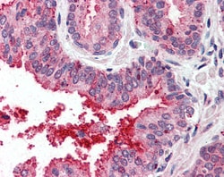 Invitrogen TSPAN6 Polyclonal Antibody 50 &mu;g; Unconjugated:Antibodies,