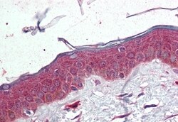 Invitrogen TSPAN6 Polyclonal Antibody 50 &mu;g; Unconjugated:Antibodies,