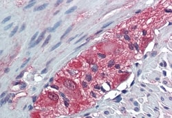 Invitrogen TXLNB Polyclonal Antibody 50 &mu;g; Unconjugated:Antibodies,