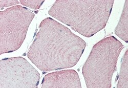 Invitrogen TXLNB Polyclonal Antibody 50 &mu;g; Unconjugated:Antibodies,