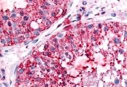 Invitrogen UCHL3 Polyclonal Antibody 50 &mu;g; Unconjugated:Antibodies,