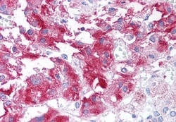 Invitrogen USP20 Polyclonal Antibody 50 &mu;g; Unconjugated:Antibodies,